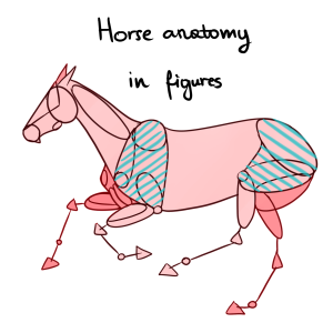 horse body sections