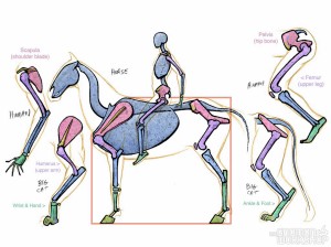 horse bone segments